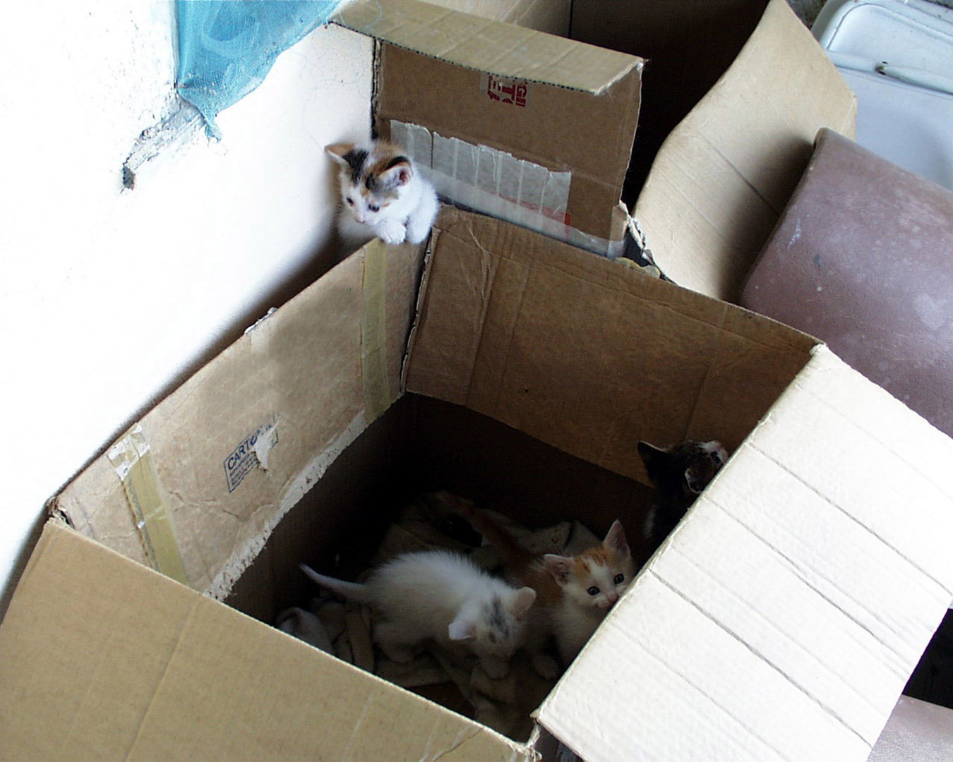 Πάτρα: Συνελήθη γυναίκα που εγκατέλειψε έξι νεογέννητα γατάκια