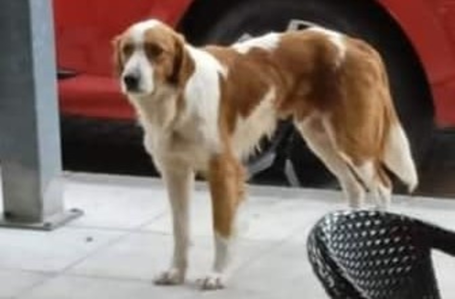 Κτηνωδία στην Εύβοια: Πυροβόλησαν το σκυλάκι-μασκότ της Κύμης