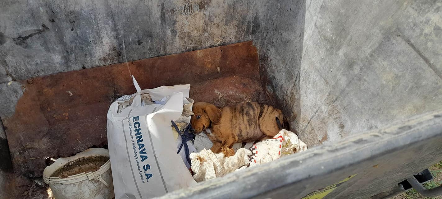 Κακοποίηση ζώων: Ασυνείδητοι “πέταξαν” σκυλάκι και γάτα στα σκουπίδια