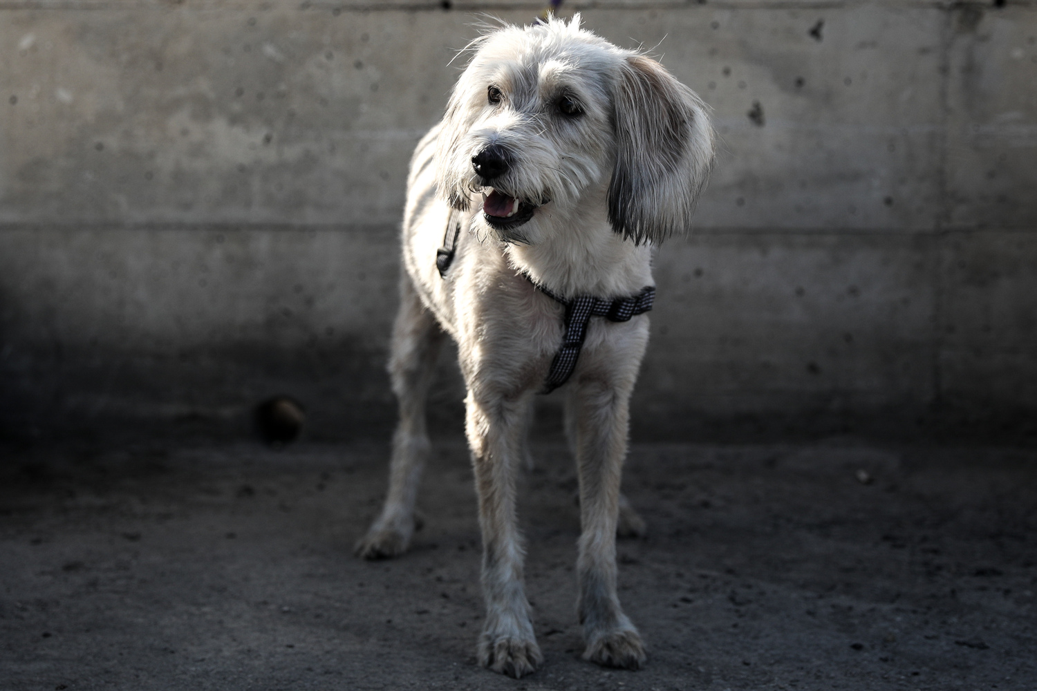 Πάτρα: Συνελήφθη άντρας για τον βασανισμό του σκύλου του