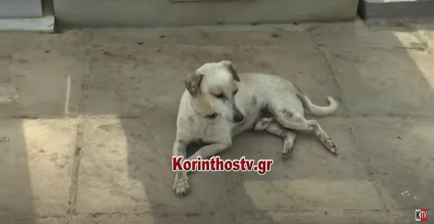 Κόρινθος: Σκυλάκι κοιμάται στο μνήμα του ανθρώπου που το φρόντιζε