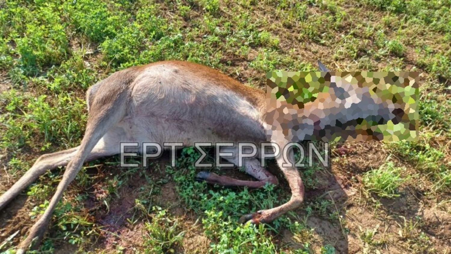 Κτηνωδία στις Σέρρες: Ασυνείδητοι σκότωσαν τρία ελάφια στην Κερκίνη