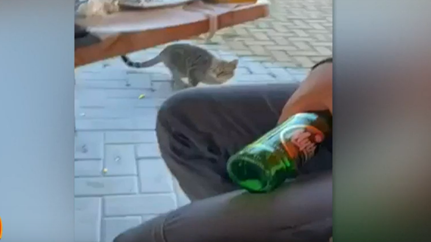 Βαρβαρότητα στη Θάσο: Άνδρας δελεάζει γάτα και τη χτυπάει με γυάλινο μπουκάλι