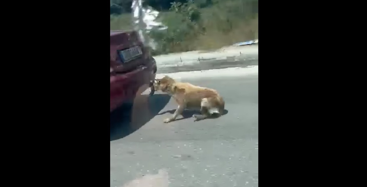 Έσερνε με σύρμα τον σκύλο που είχε δέσει πίσω από το αυτοκίνητό του