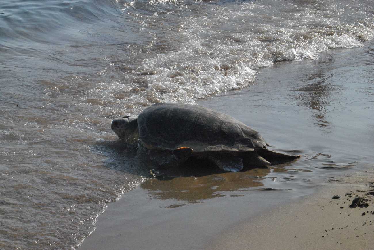 Αποτυχημένη προσπάθεια φωλεοποίησης από θαλάσσια χελώνα σε παραλία της Πάρου