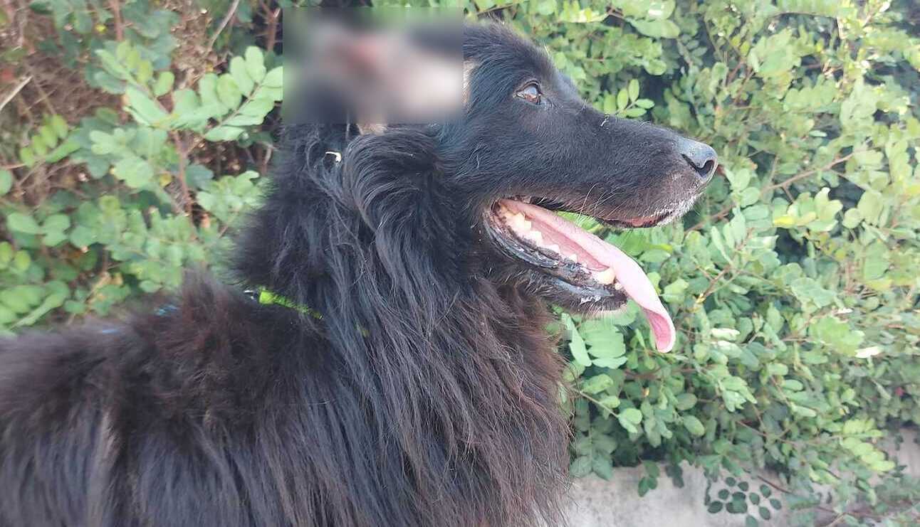 Κρήτη: Κακοποίηση σκύλου – Το ακρωτηρίασαν και το έδεσαν σε κάδο