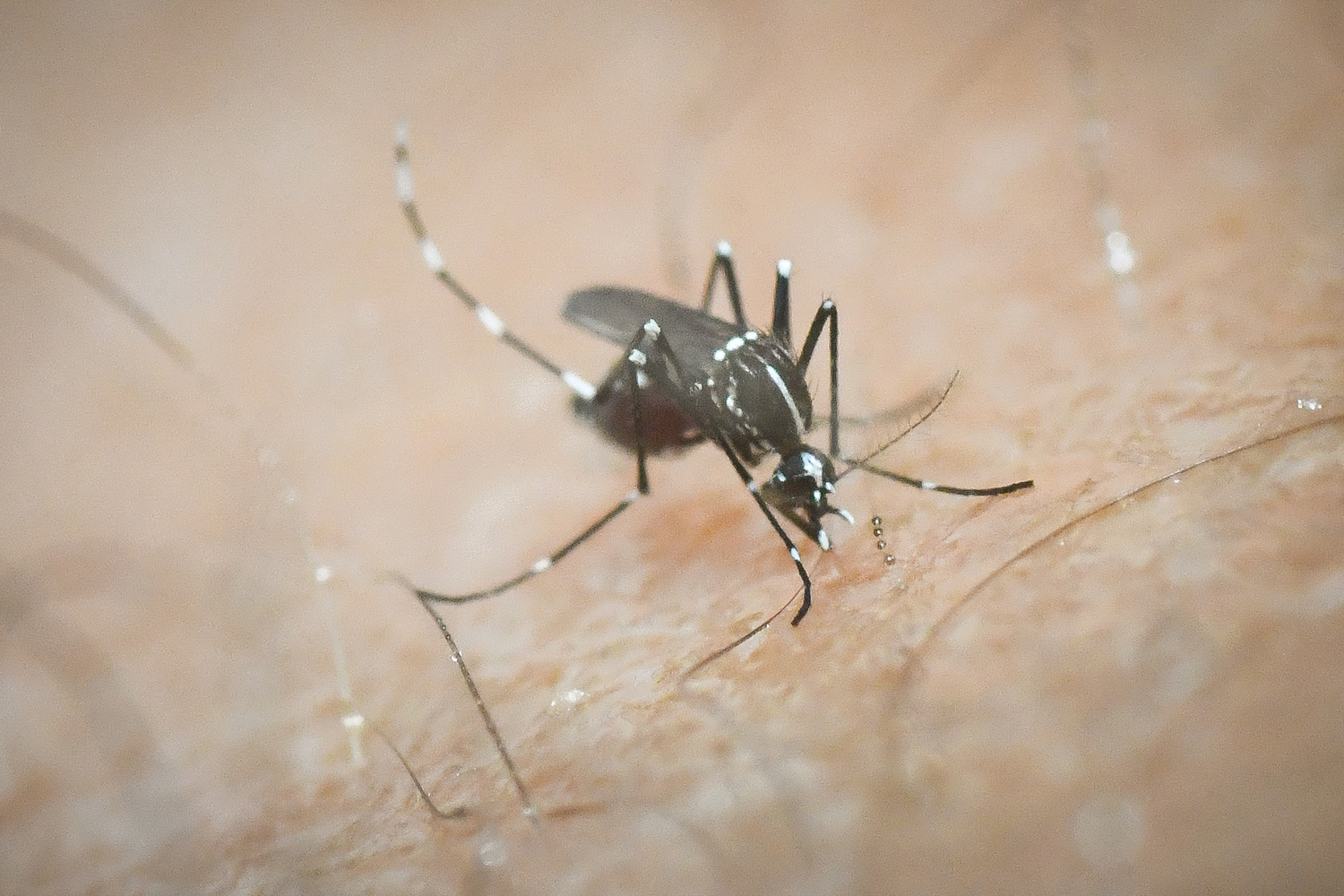 Ευρώπη: Ασθένειες που μεταδίδονται από κουνούπια έχει φέρει η κλιματική αλλαγή