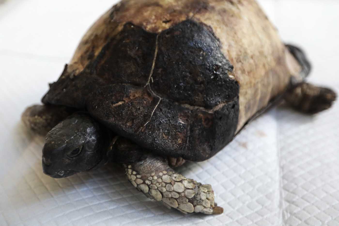Ιστορίες χωρίς φωνή: Η χελώνα που δεν μπορούσε να τρέξει για να σωθεί