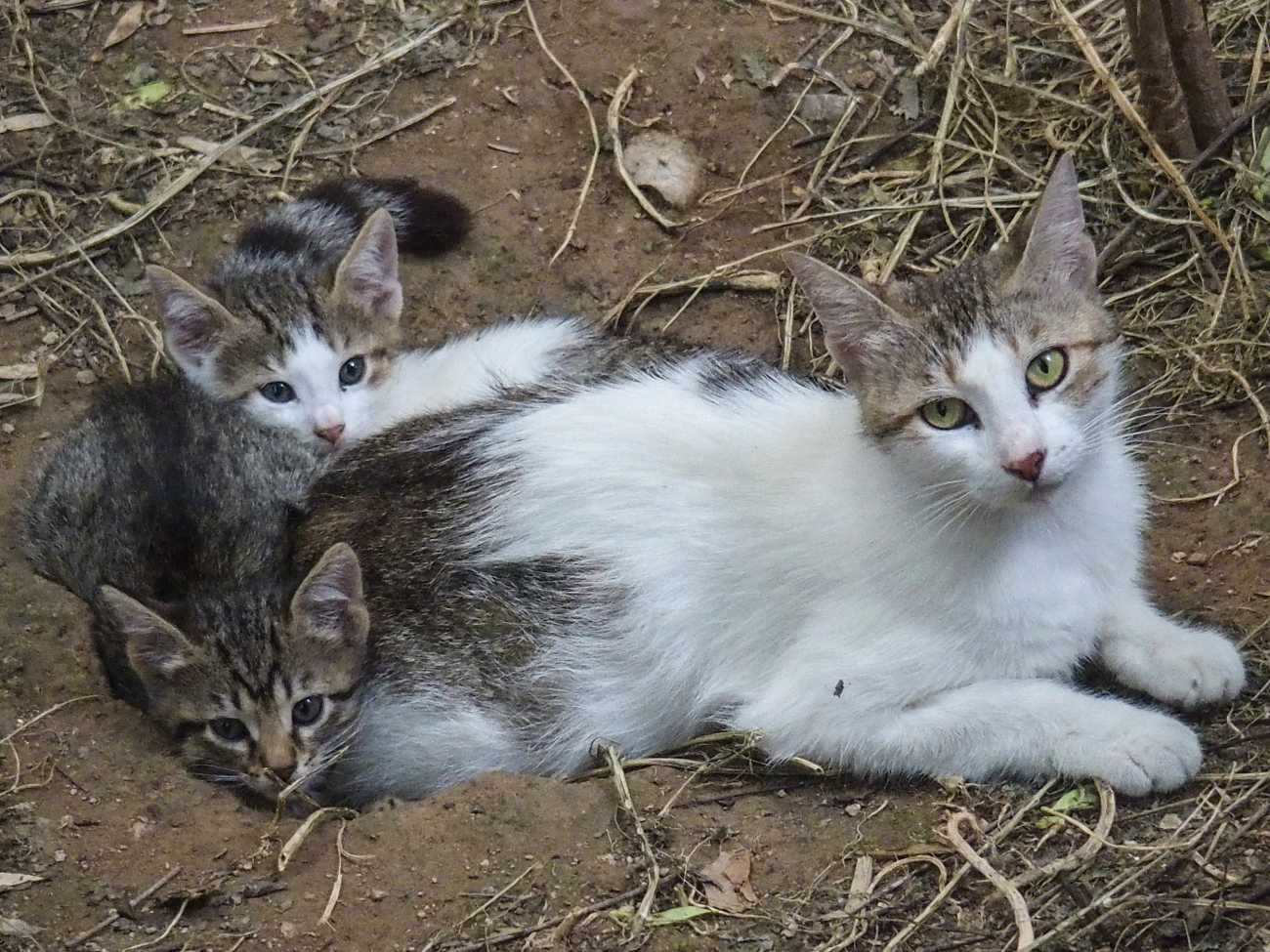 Κρήτη: Ιδιοκτήτης καφέ κλώτσησε έγκυο γάτα – Νεκρά τα μωρά της, σύμφωνα με καταγγελία