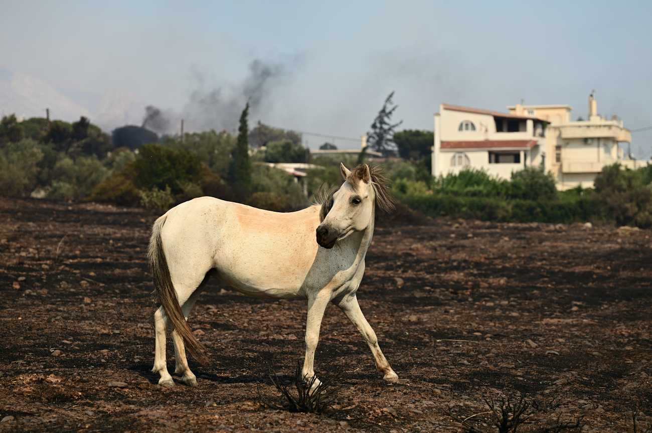 Λαγονήσι: Εισαγγελική έρευνα για τα ζώα που κάηκαν σε καταφύγιο