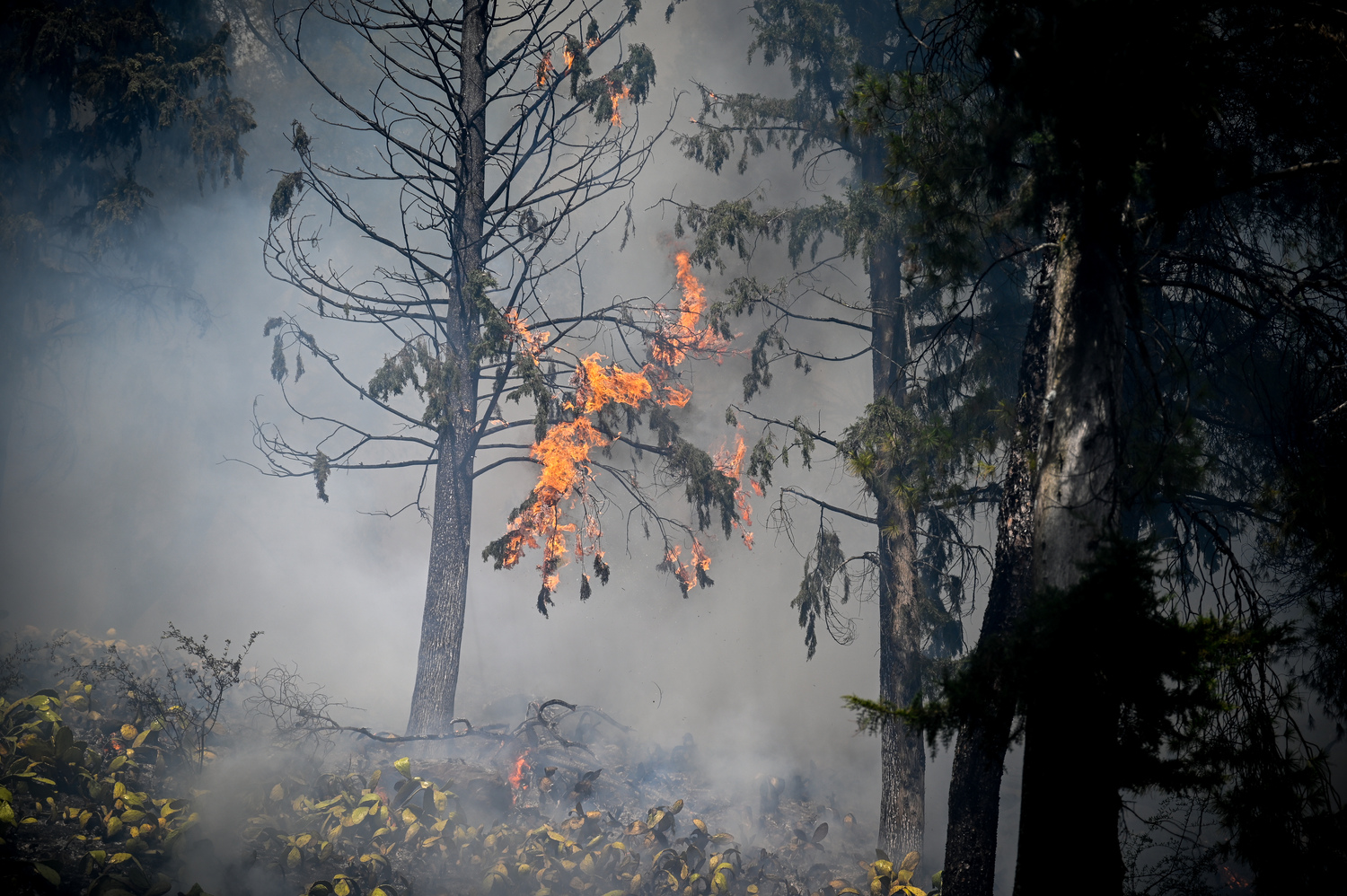 Γρεβενά: Φωτιά σε δασική έκταση στην Δεσκάτη