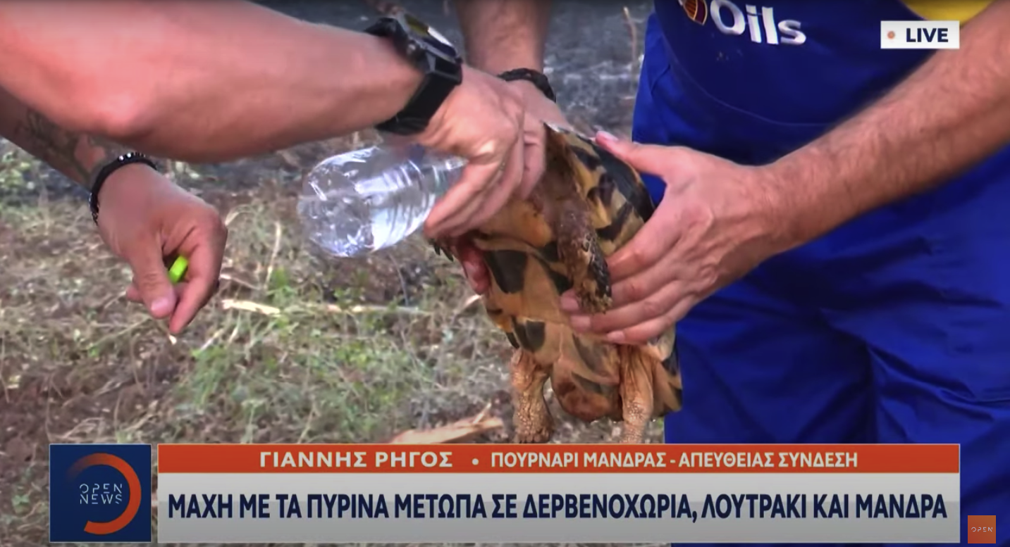 Μάνδρα: Εθελοντές έσωσαν χελώνα από τη φωτιά (Video)