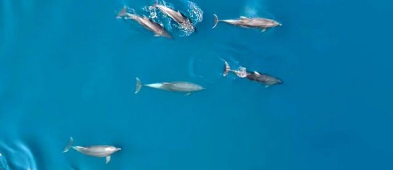 Μαγικές εικόνες στη Φθιώτιδα: Τεράστιο κοπάδι δελφινιών “χορεύει” στο νερό
