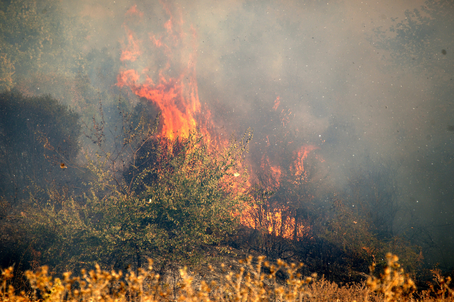 Καβάλα: Πυρκαγιά σε ελαιώνες στο Διαλεκτό