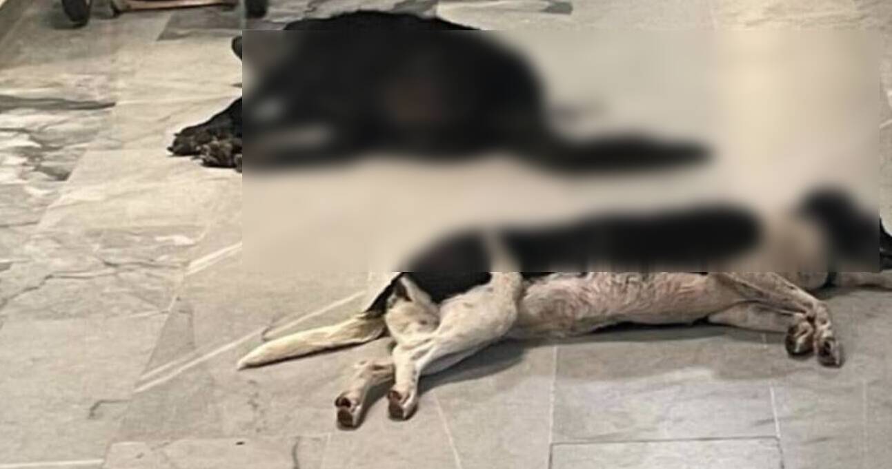 Πέθαναν τα σκυλάκια των Ιταλών τουριστών που δηλητηριάστηκαν στη Μεσσηνία από φόλα