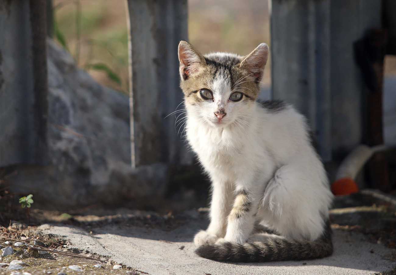 Μυτιλήνη: Άνδρας περιέλουσε γατάκι με οινόπνευμα και το έβαλε σε πλαστική σακούλα