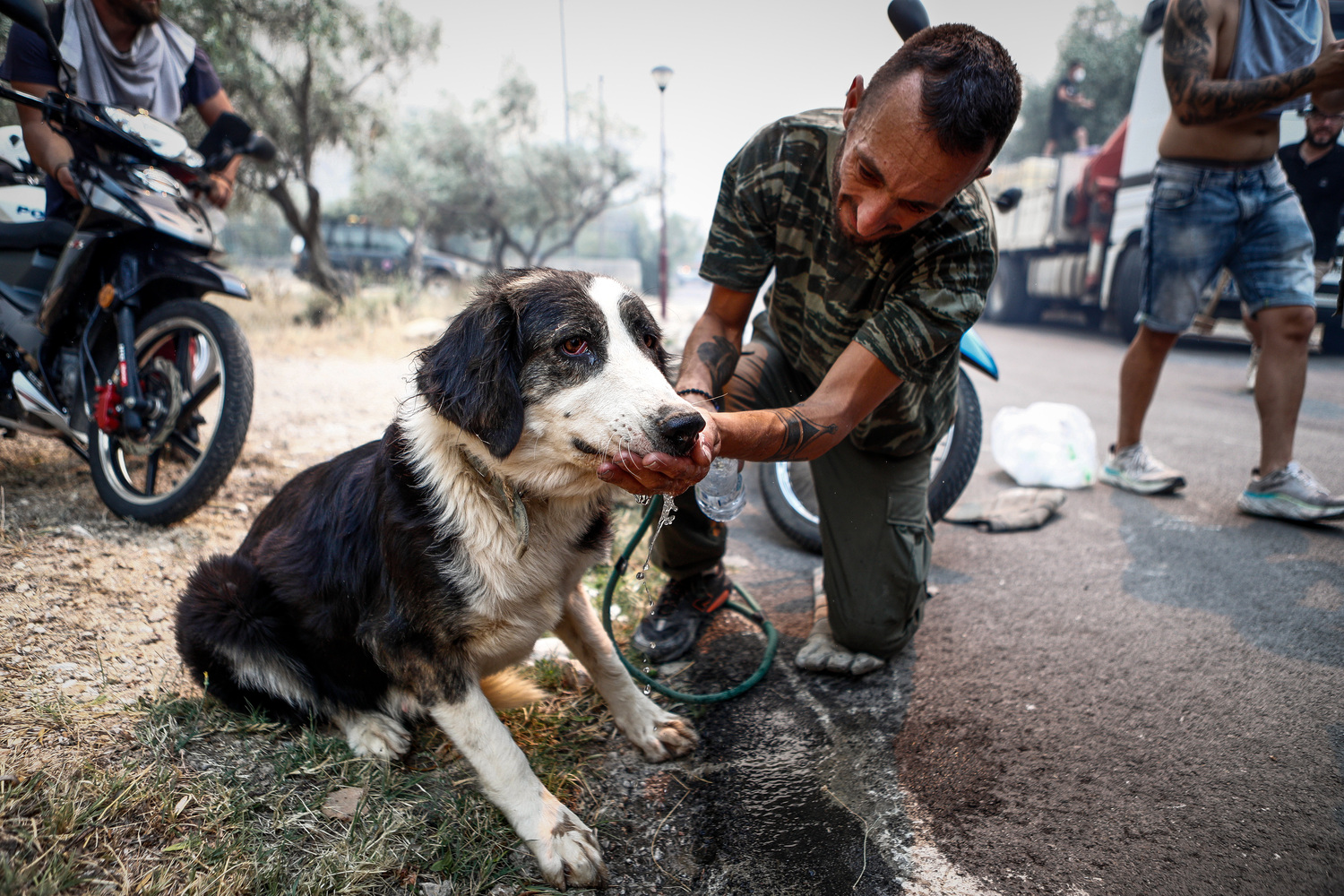 Φωτιές: Εθελοντές έσωσαν εκατοντάδες ζώα- Δεκάδες αναζητούν ένα μόνιμο σπίτι