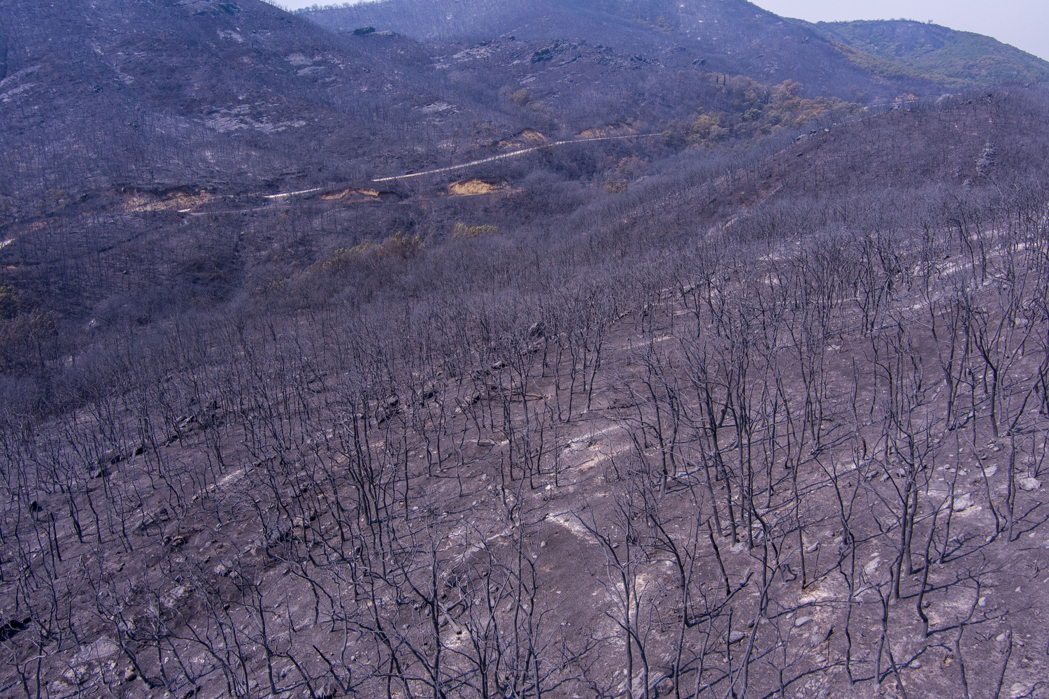 Φωτιά στον Έβρο: Τραγικός απολογισμός- Κάηκαν πάνω από 900 ζώα και 1200 κυψέλες