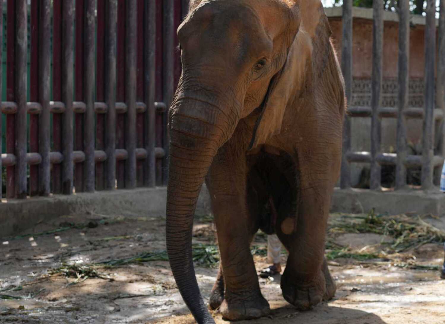 Πέθανε ο «πιο θλιμμένος» ελέφαντας – Η Μάλι παρέμεινε αιχμάλωτη ως το τέλος