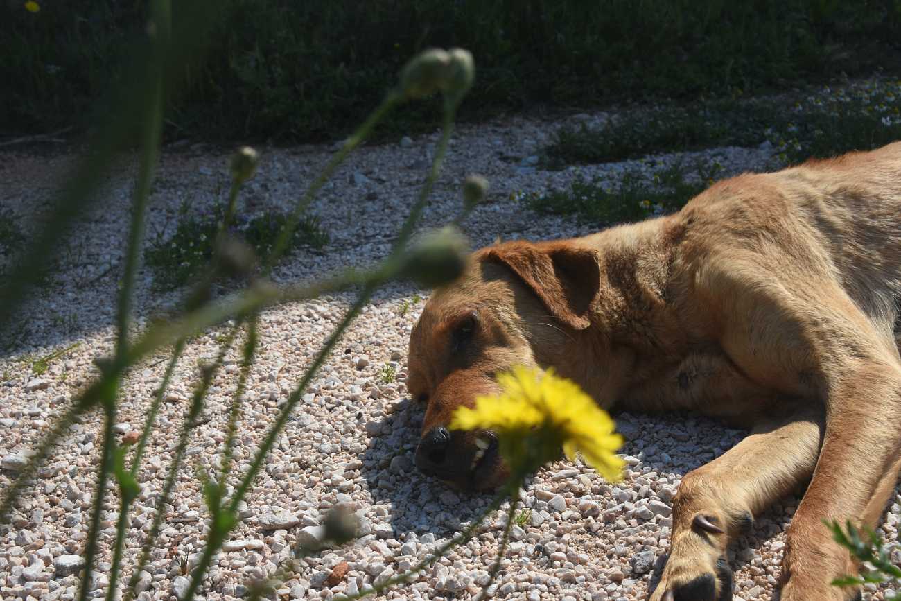 Αδιανόητη φρίκη στην Αράχωβα: Σκύλος ξεψύχησε αφότου τον βίασαν