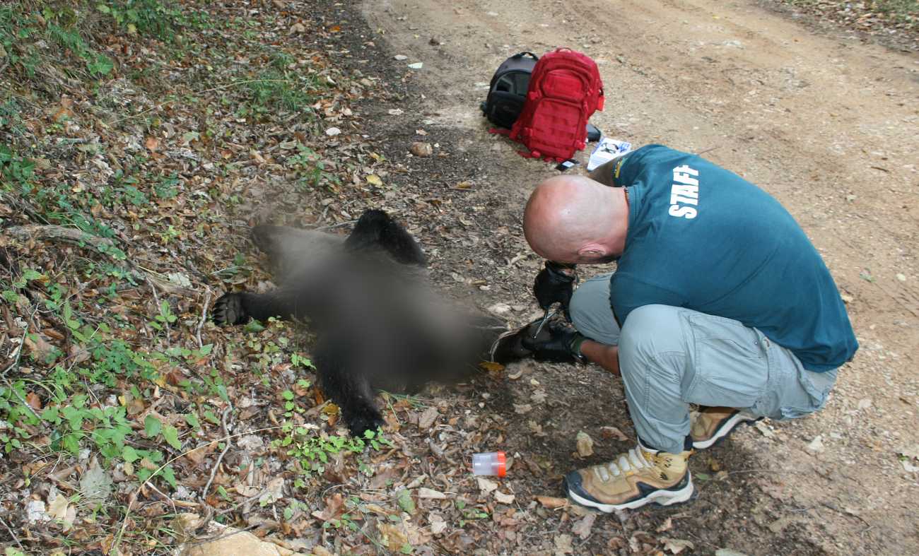 Φλώρινα: Λαθροκυνηγός σκότωσε αρκουδάκι