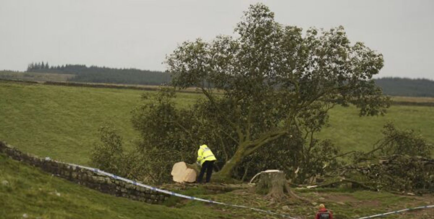 Μεγάλη Βρετανία: Βάνδαλοι έκοψαν το εμβληματικό «δένδρο του Ρομπέν των Δασών»