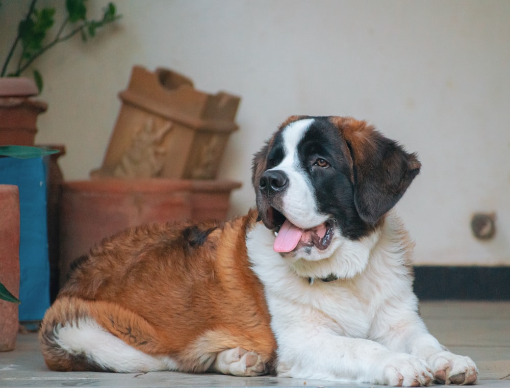 Σκύλοι Αγίου Βερνάρδου προετοιμάζονται για θεραπευτική υποστήριξη ευάλωτων ανθρώπων