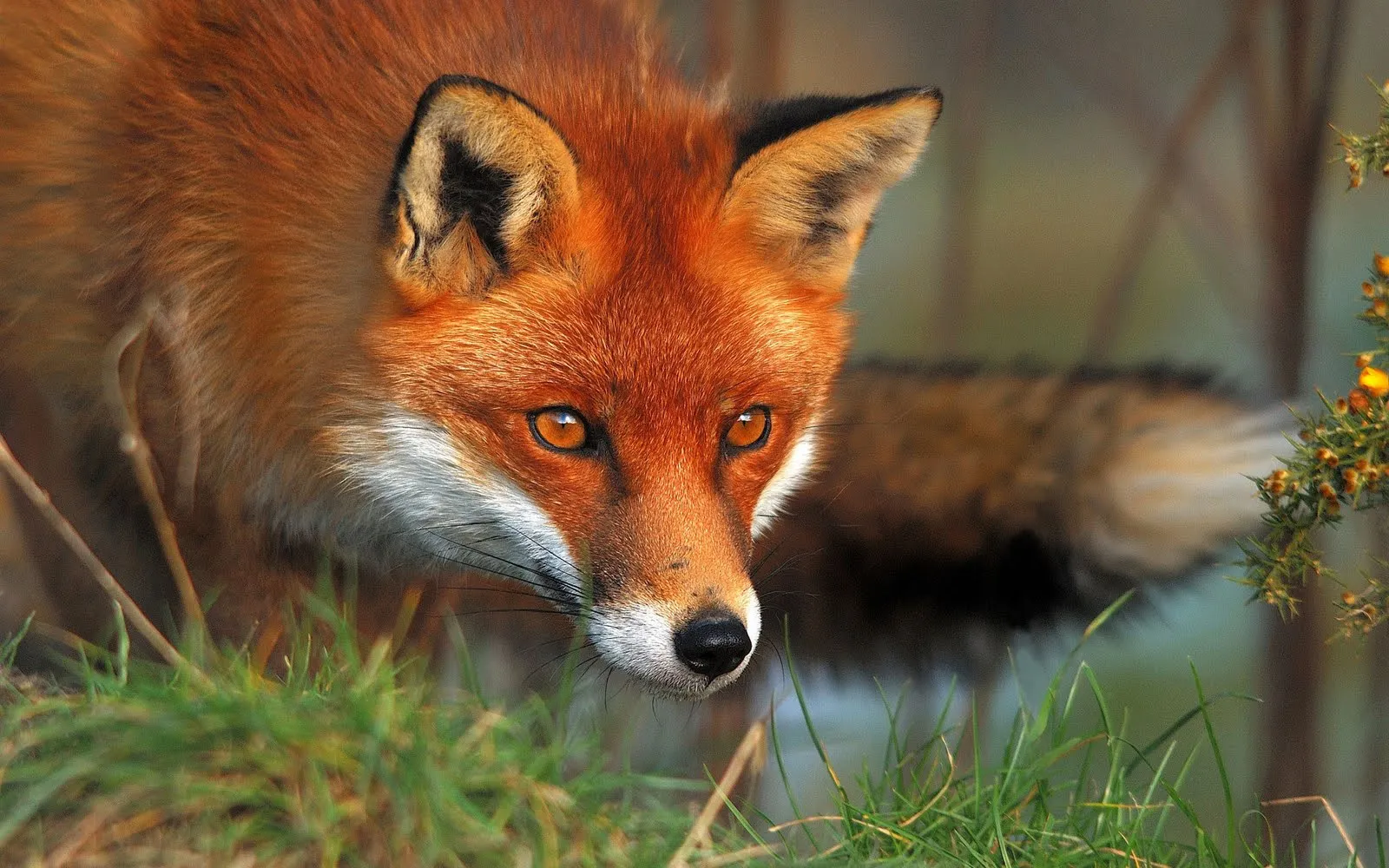 Έβρος: Κάτοικος ταΐζει αλεπού στα καμένα