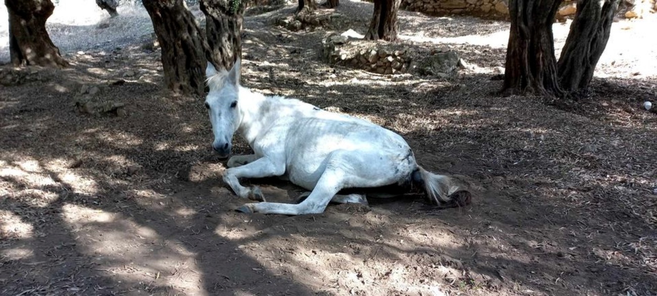 Νέο περιστατικό κακοποίησης ζώου: Άλογο βρέθηκε ημιθανές στη Λέσβο