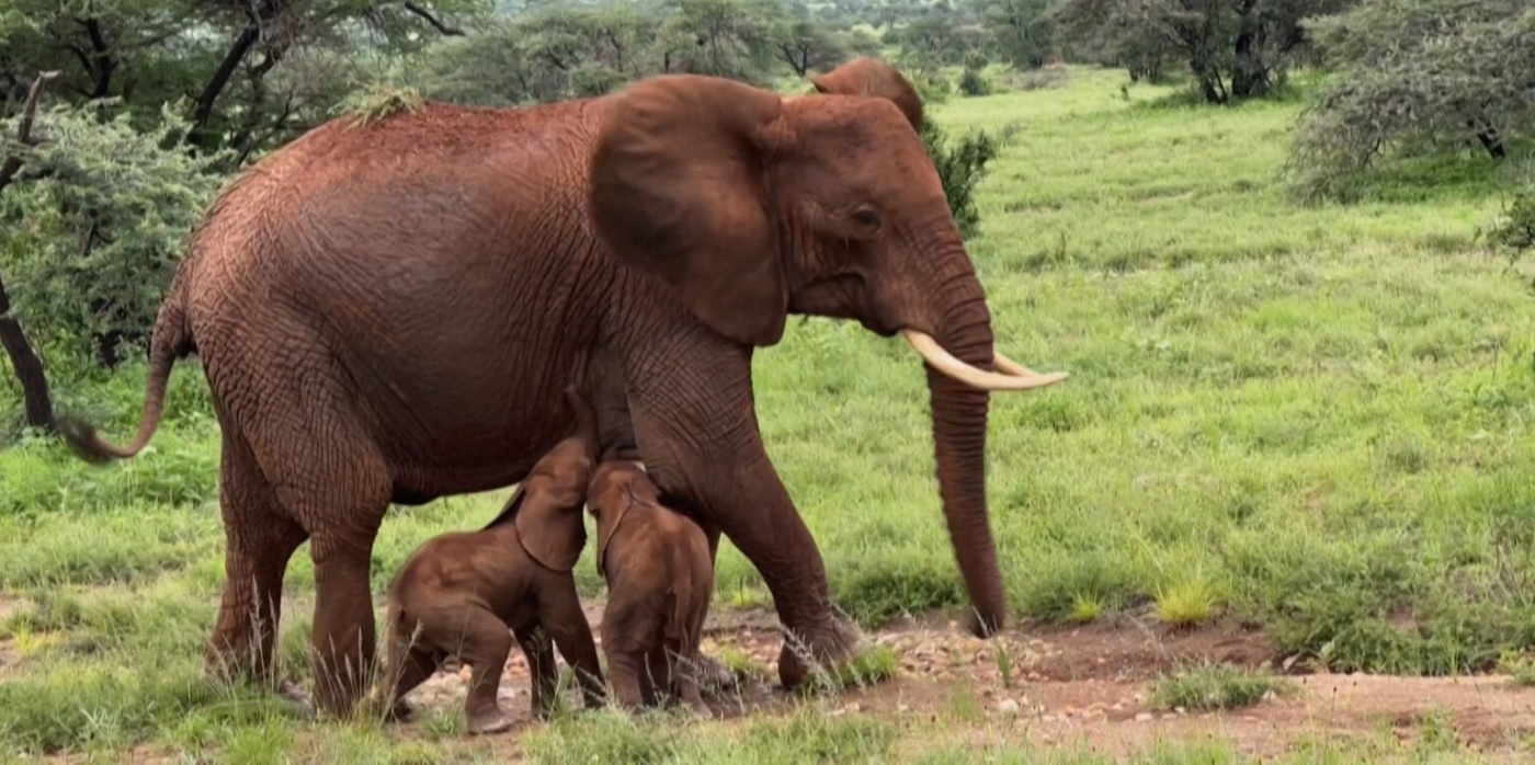Κένυα: Γεννήθηκαν δίδυμα ελεφαντάκια – Ο περίπατος μετά τον σπάνιο τοκετό