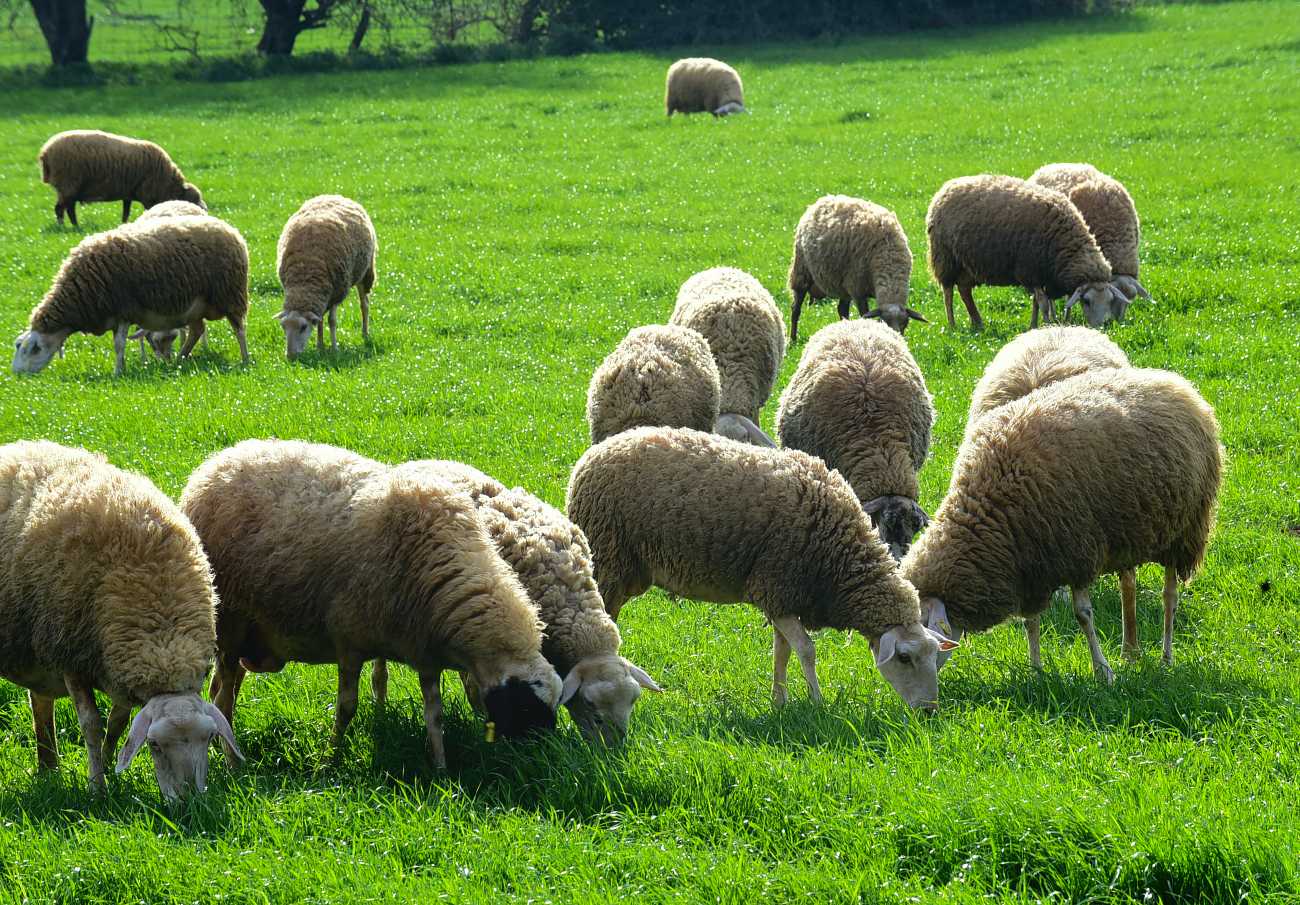 Κρήτη: Αστυνομικοί εντόπισαν και κατέσχεσαν αδέσποτα πρόβατα