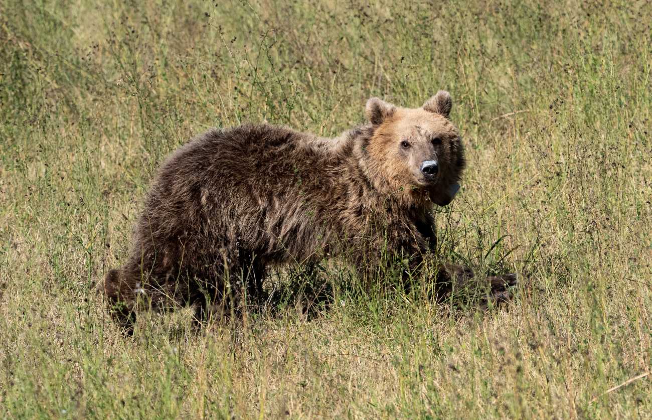 Η Γλύκα, η τραυματισμένη αρκούδα, ζει ξανά ελεύθερη στο φυσικό περιβάλλον!