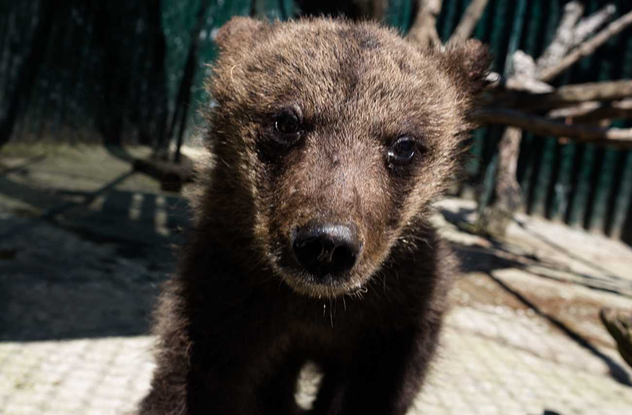 Κόνιτσα: Αρκούδες νεκρές από πυροβολισμούς στην εθνική – Ανάμεσά τους και μωρό αρκουδάκι