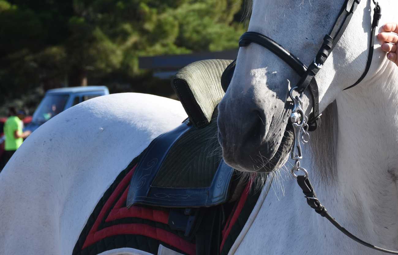Τύρναβος: Άλογο βρέθηκε νεκρό και δεμένο με αλυσίδα σε πάρκο
