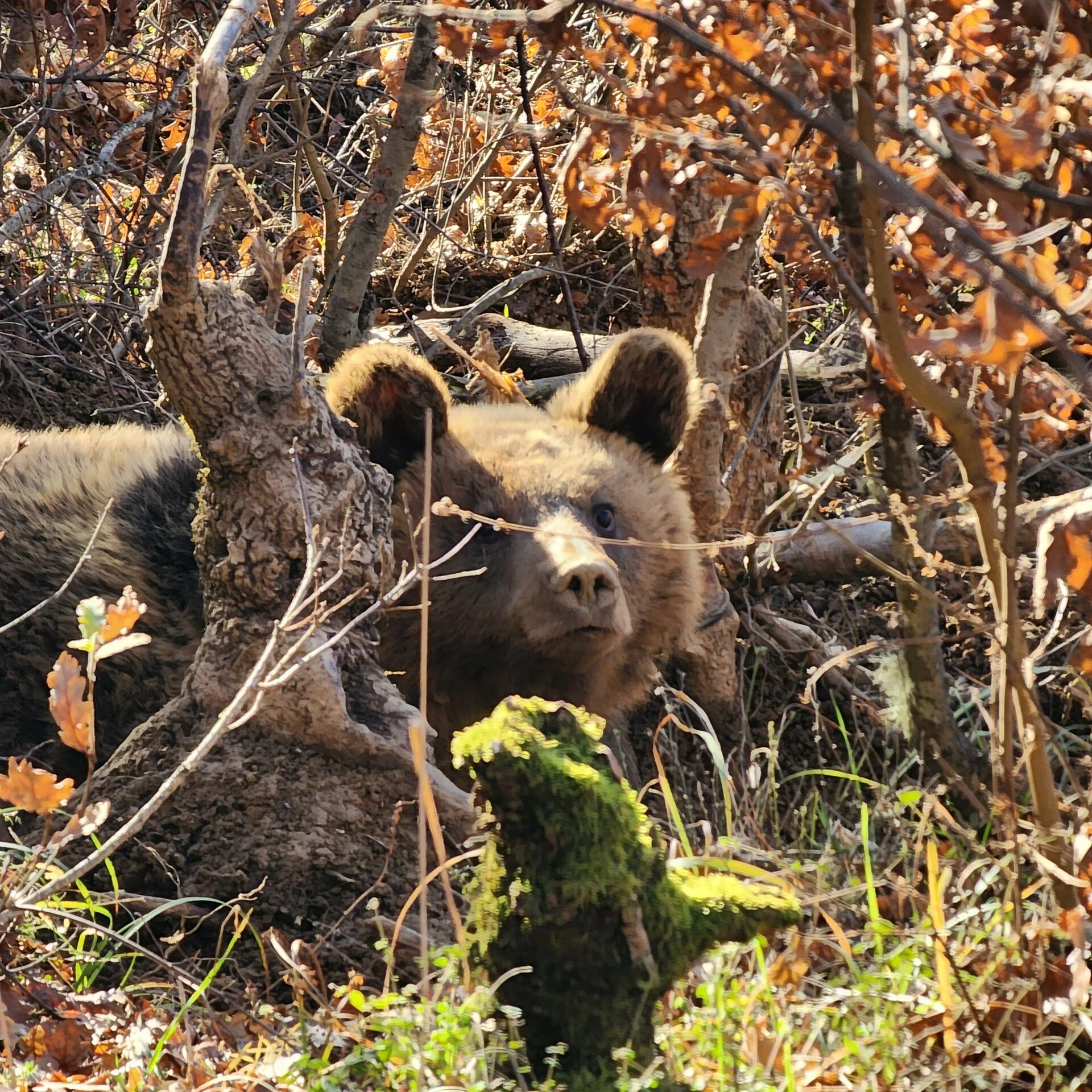 Διασώθηκε αρκούδα που παγιδεύτηκε σε παράνομη παγίδα για αγριογούρουνα