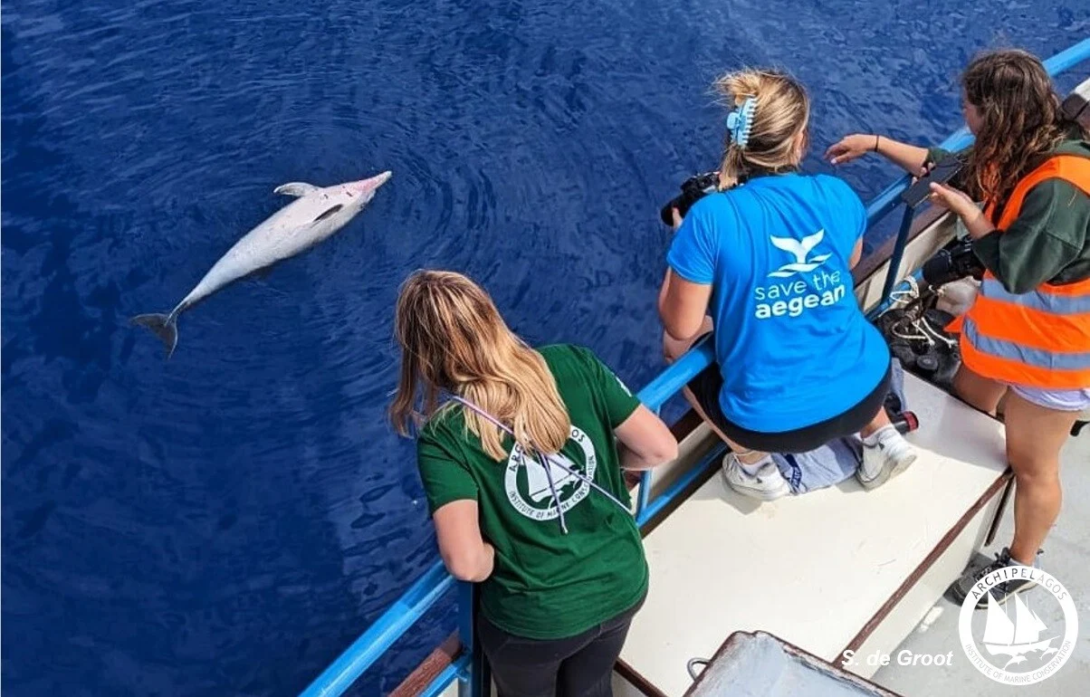 Δικογραφία για τη θανάτωση 4 δελφινιών στο Αιγαίο