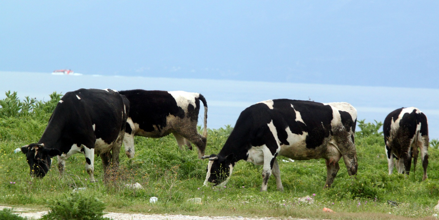 Γρίπη των πτηνών: Εξαπλώθηκε σε αγελάδες και κατσίκες – Τρόμος για την παραγωγή γάλακτος