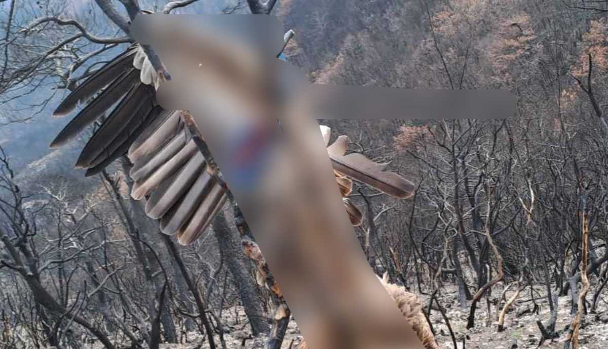 Δαδιά: Νεκρό όρνιο με τη φτερούγα του γαντζωμένη σε καμένο δέντρο