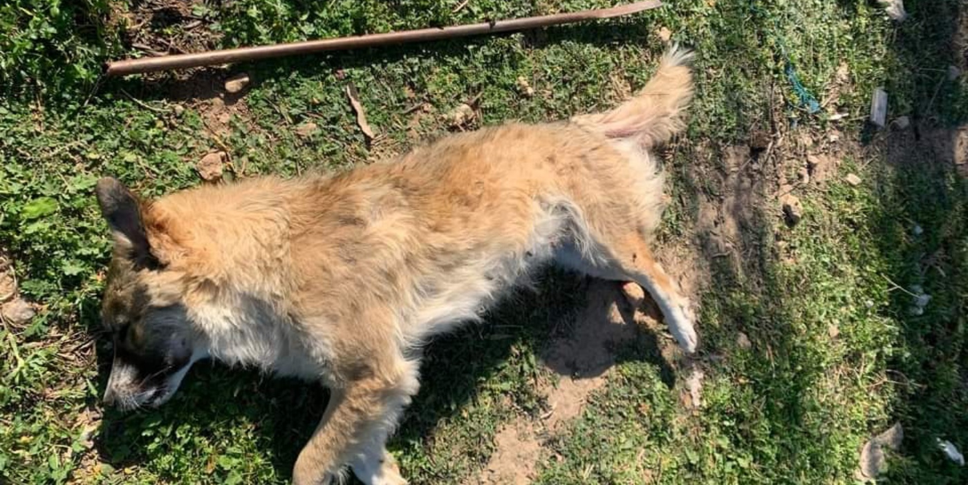 Κακοποίηση και θανάτωση σκύλου στα Μέγαρα: Τον βασάνισαν με μεταλλική ράβδο και τον πυροβόλησαν με αεροβόλο