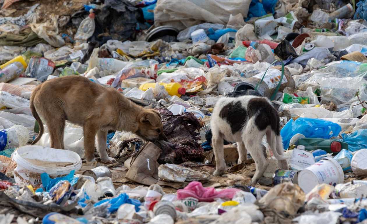 Χωματερή Ξάνθης: Εκατοντάδες αδέσποτα σκυλιά «αργοπεθαίνουν» αναζητώντας τροφή