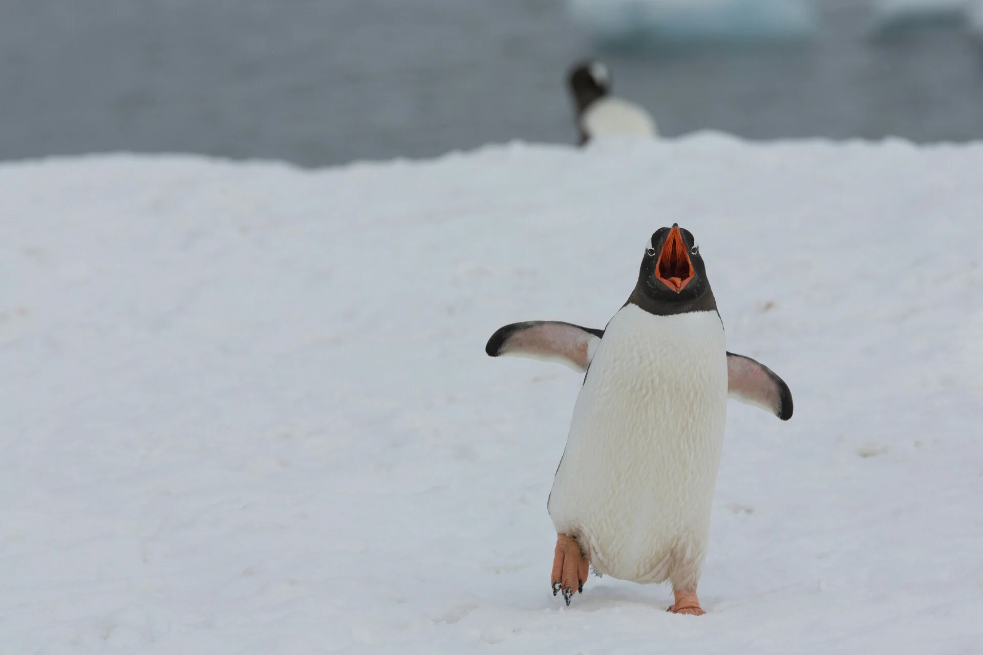Νεκροί πιγκουίνοι από γρίπη των πτηνών στην Ανταρκτική