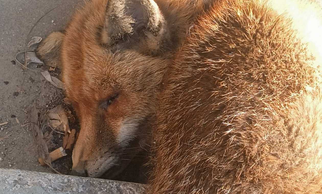 Φρίκη στην Παραλιακή: Αλεπού βρέθηκε νεκρή με κομμένη ουρά και τραύμα στο λαιμό