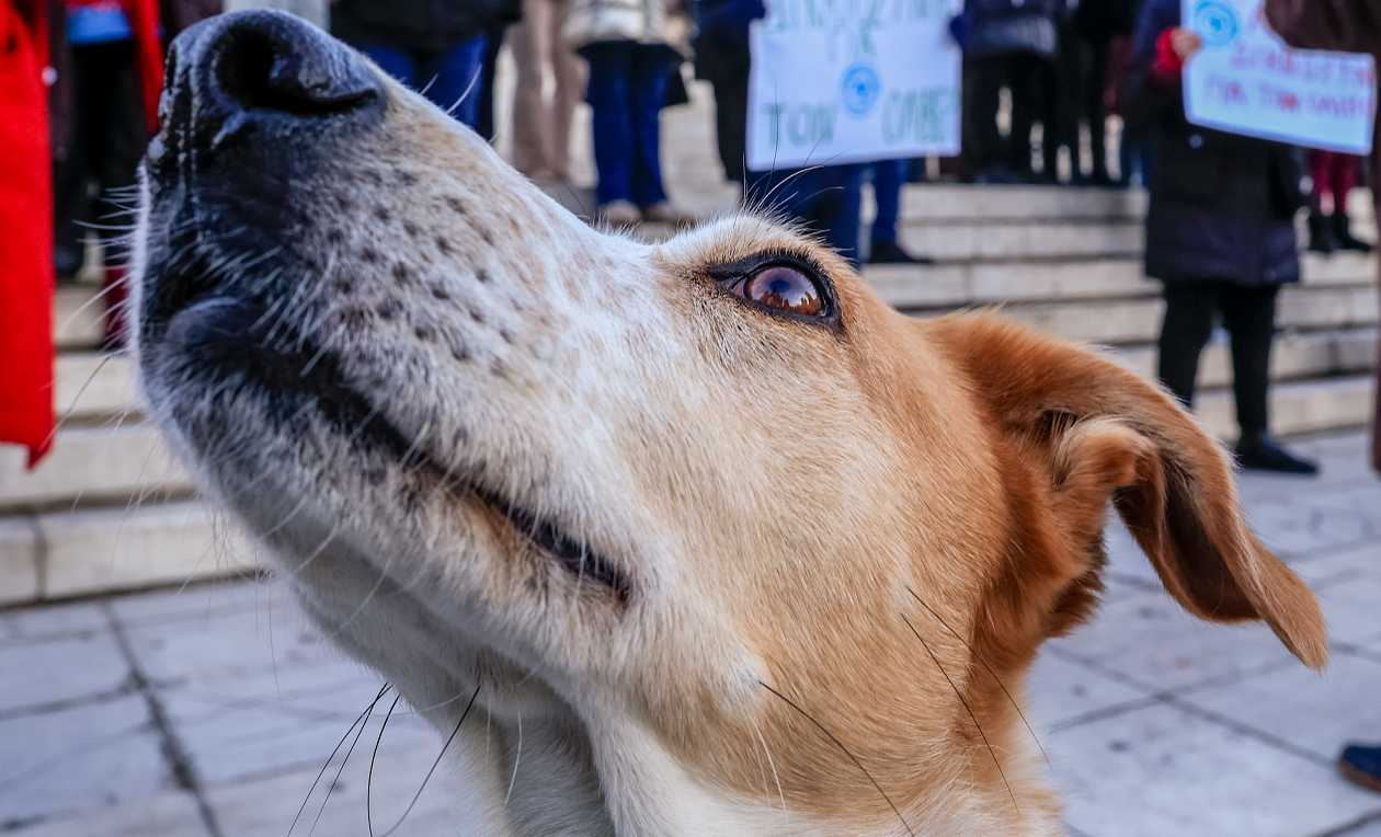 Φρίκη στην Εύβοια: Πέταξαν σκύλο στα σκουπίδια νεκροταφείου και του έβαλαν φωτιά