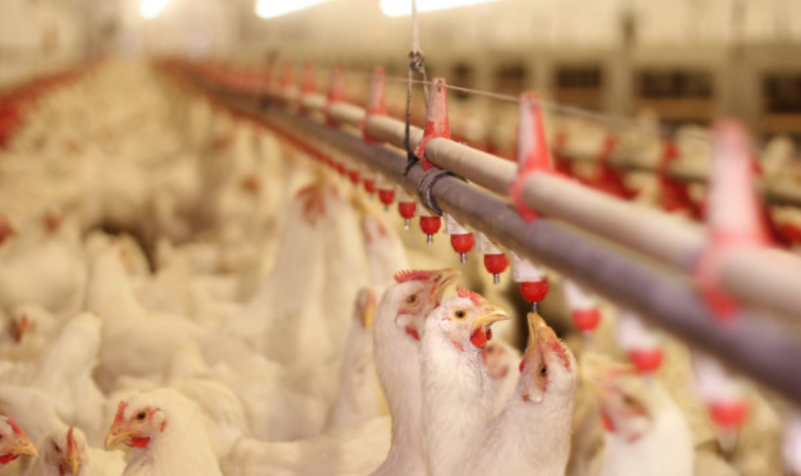 ΠΟΥ: Τεράστια ανησυχία για την εξάπλωση της γρίπης των πτηνών