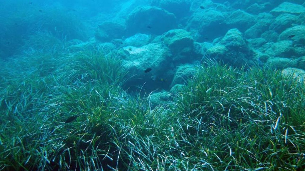 Κλιματική κρίση: Η υπερθέρμανση των ωκεανών απειλεί τα κοράλλια