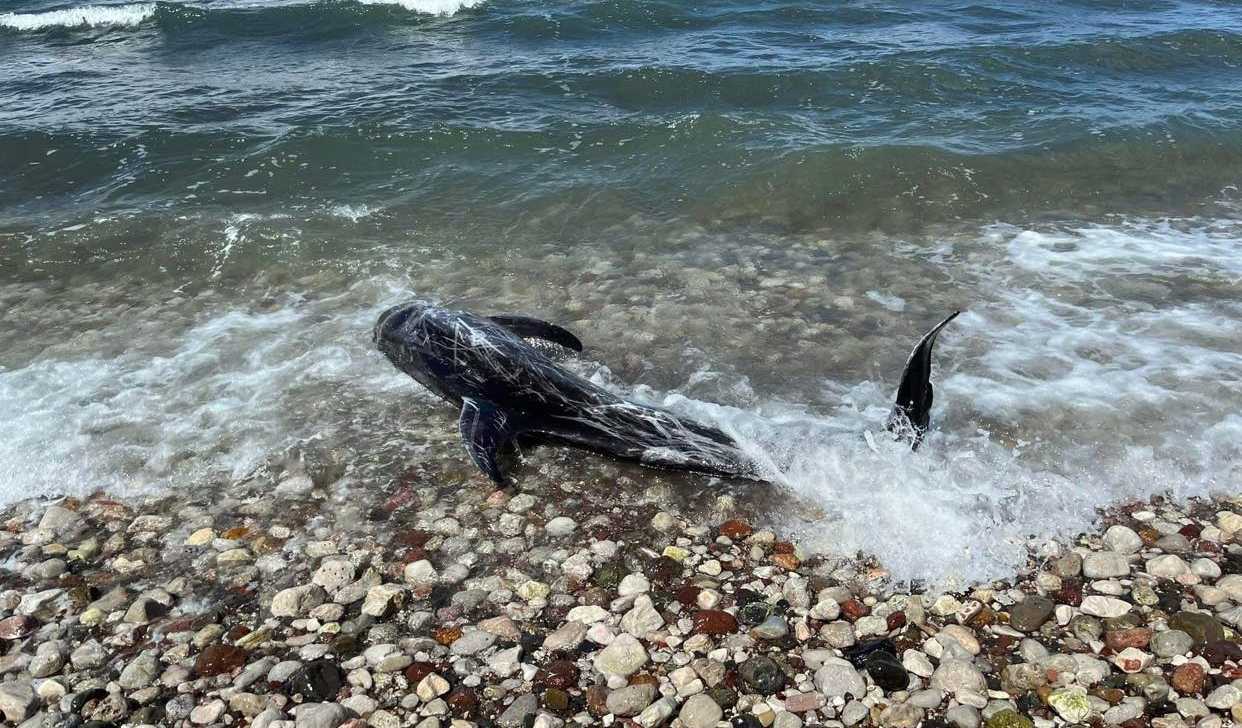 Ναύπλιο: Δελφίνι βγήκε στα ρηχά σε παραλία – Με μεγάλες αμυχές σε όλο του το σώμα